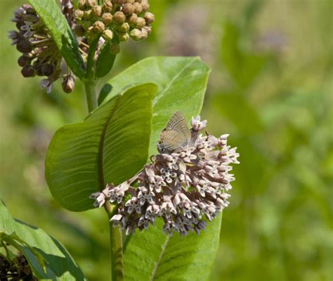 Asclepias syriaca - Possibility Place