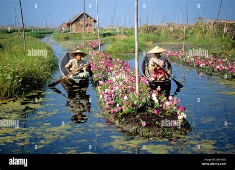 Myanmar (Burma), Shan State, floating gardens on Inle Lake Stock Photo ...