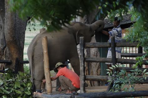 Sri lanka the small miracle: Tourism - Udawalawe elephant transit home