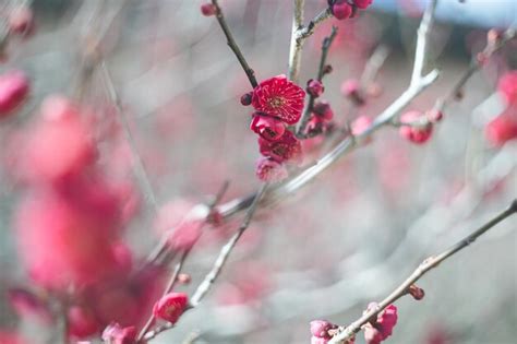 Premium Photo | Photo of clear sky and beautiful plum blossoms plum ...