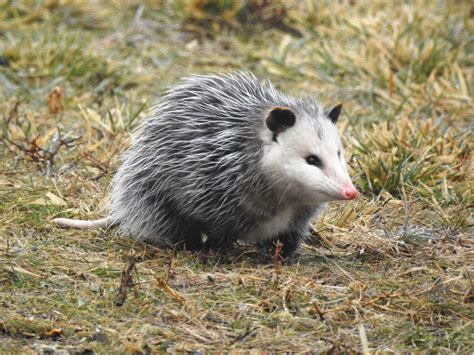 Opossum Jan 20 2017 by Ken Groezinger Jan 20, Opossum, Sunrise Sunset ...