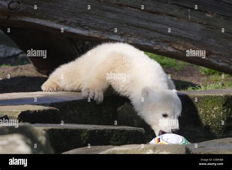 Polar bear Knut Stock Photo - Alamy