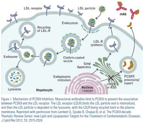 Clinical Feature: The PCSK9 Revolution: Hope or Hype? Latest Clinical Trial Results and ...