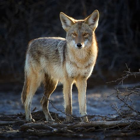 Death Valley: Coyotes on Behance