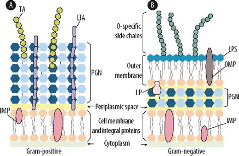 Cell Wall Schematic Of A Gram Positive And B Gram Negative Download ...