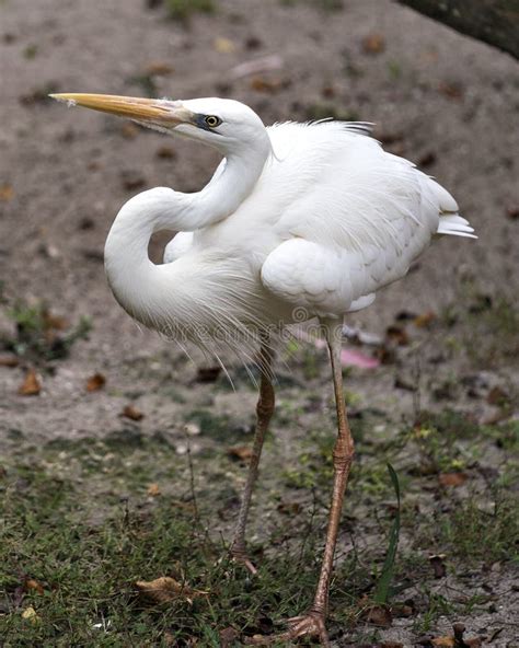 White Heron Bird Stock Photos. White Heron Bird Close-up Profile View ...