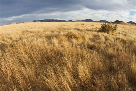 Vanishing grasslands: NSF-funded study will examine role of humans ...