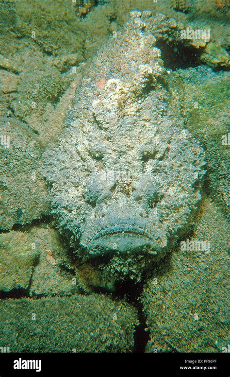 Reef stonefish or real stonefish (Synanceia verrucosa), the world's ...