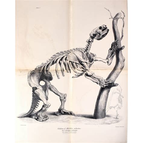 Description of the Skeleton of the Extinct Gigantic Sloth, Mylodon Robustus, with Observations ...