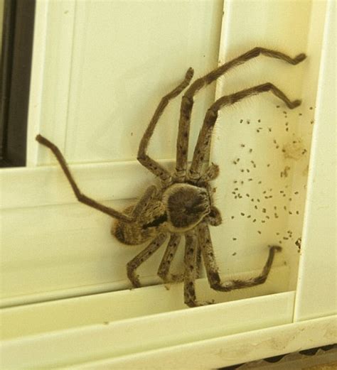 Huntsman spider wakes Australian man up by joining him inside his bed ...