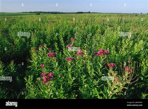 Tallgrass prairie, Tallgrass Prairie Preserve, Oklahoma Stock Photo - Alamy