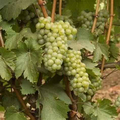 Chardonnay Grape | Star Nursery Garden and Rock Centers