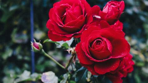 The Rose Blooming Stages And How To Get There