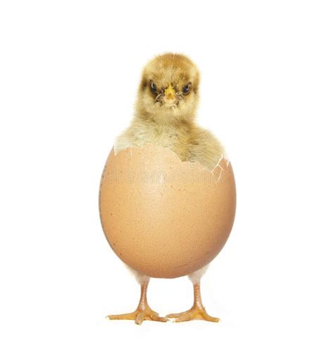 Chick hatching from egg stock photo. Image of hatching - 49451124