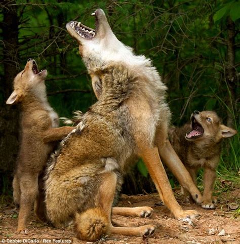 Howl long till we'll be big like you mum? Adorable coyote pups learn to ...