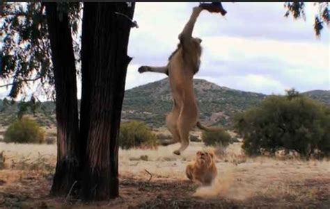 How High Can a Lion Jump? • Support Wild