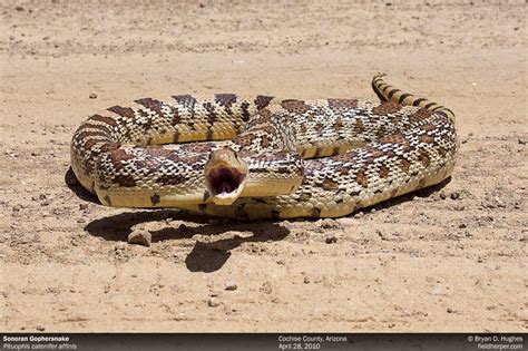 Bullsnake or Gophersnake – What's the difference? If you're in Arizona ...