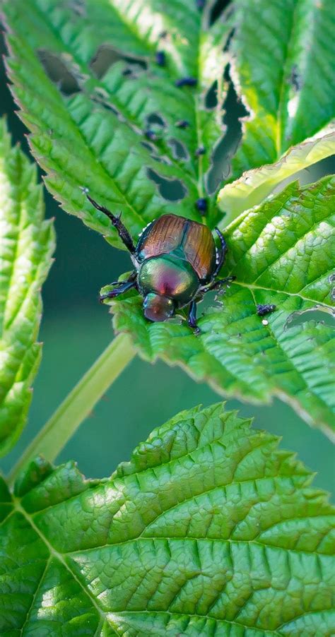 Tips for Repelling Garden Pests: Japanese Beetles - Flowerland