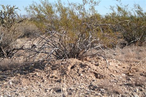 Practical Biology: science for everyone: Soil, Roots, and Desert Plants