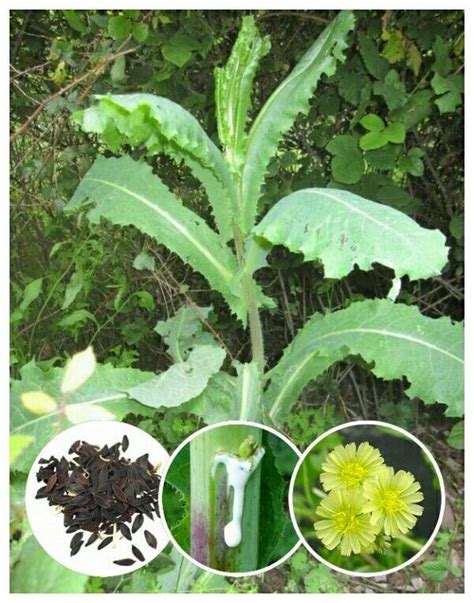 25+ Wild/Opium Lettuce Seeds (Lactuca virosa) Packed for 2019 *Free US Shipping* - Seeds & Bulbs