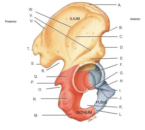 Hip Bone (lateral View) Diagram Labelling Diagram Quizlet, 41% OFF