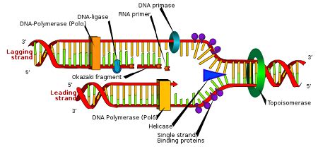 DNA Replication Fork | Overview & Functions - Video & Lesson Transcript ...