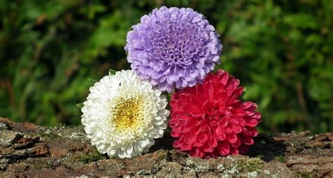 Aster Flower - Meaning, Symbolism and Colors | Flower Meanings