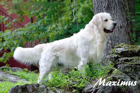 √√ English Cream Golden Retriever North West South Africa - Buy Puppy ...