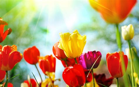 Spring Flowers Background Desktop (66+ pictures) - WallpaperSet