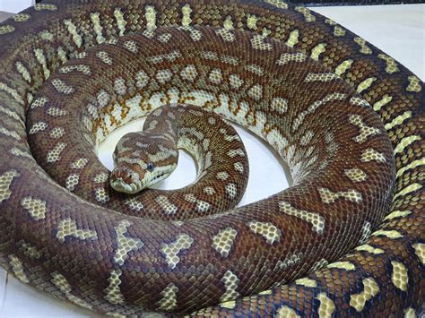 CARPET PYTHON CARE | KHP REPTILES