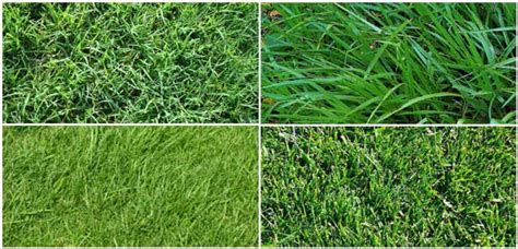 Types Of Grass Names