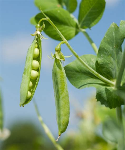 How to grow peas: What to plant, when to plant it, and how quickly you ...