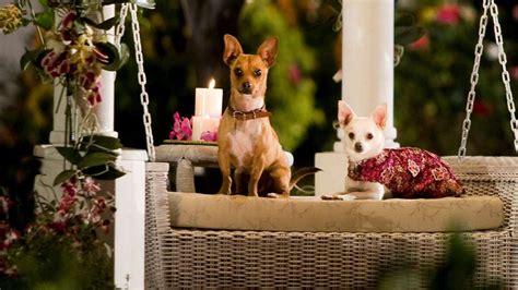 Beverly Hills Chihuahua: Where to Watch & Stream Online