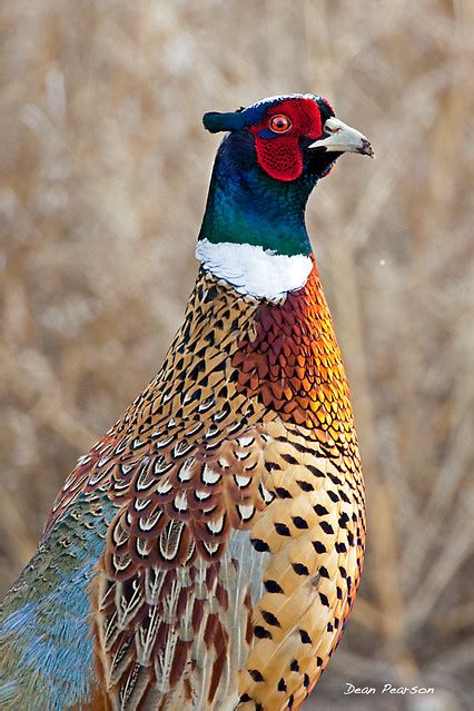 South Dakota's State Bird | Ring necked pheasant. Paul Nelso… | Flickr