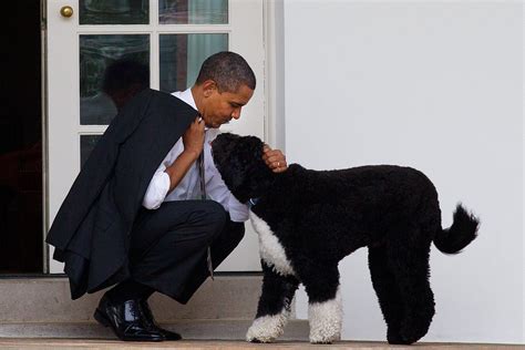 Bo, the Obamas' Family Dog, Dies at 12 - The New York Times