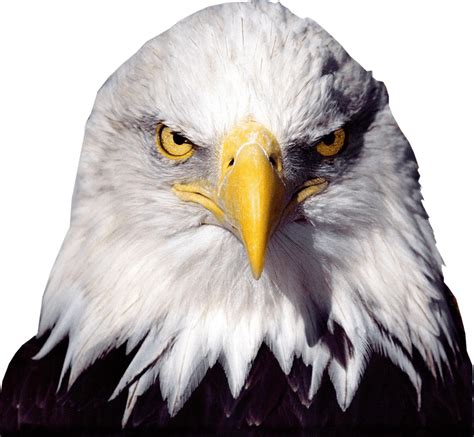 bald eagle head png 20 free Cliparts | Download images on Clipground 2024