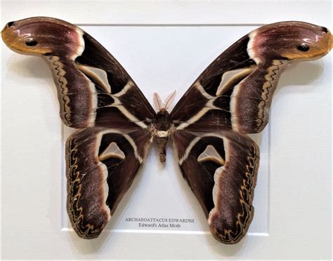 Archaeoattacus edwardsii, Edward's Atlas Moth, giant, moth, Malaysia ...