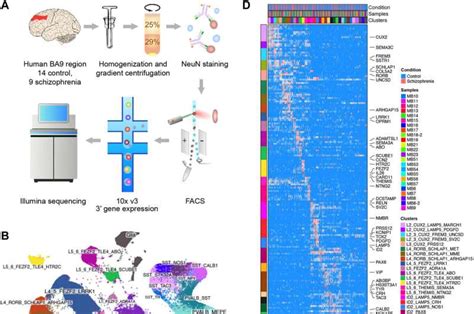 Huge unveiling of schizophrenia brain cells show new treatment targets