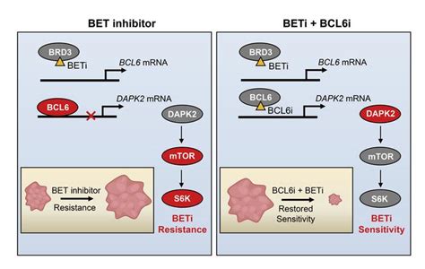 JCI - BCL6 confers KRAS-mutant non–small-cell lung cancer resistance to ...