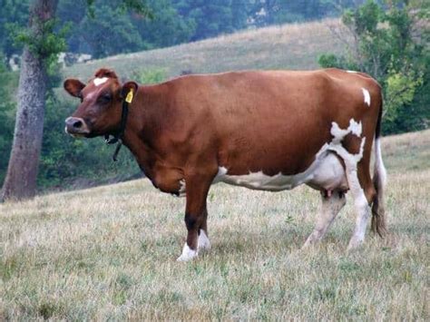 Ayrshire Cattle Facts, Profile, and Characteristics | Agri Farming