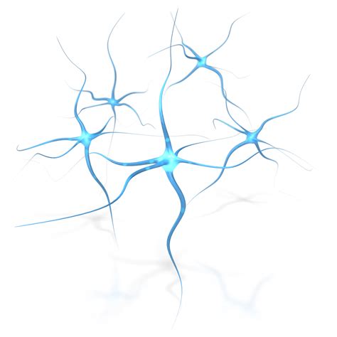 Blue Brain Neuron Flower Human Free Download PNG HD Transparent HQ PNG ...