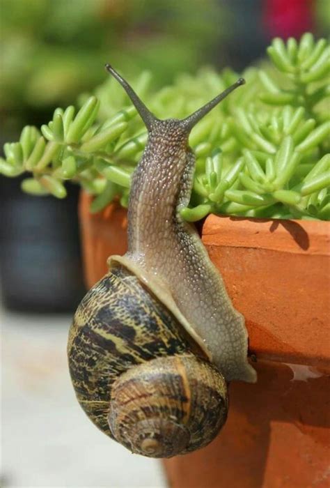 Escargot Beautiful Creatures, Animals Beautiful, Snail Image, Animals ...