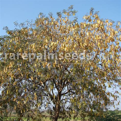 Albizia lebbeck – Lebbek Tree, Frywood – Buy seeds at rarepalmseeds.com