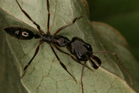 What is the major predator of the ants in bugs Life? – Celebrity | Wiki ...