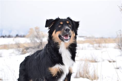 Border Collie Australian Shepherd Mix: Dog Breed Guide