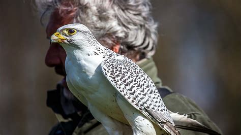 Keswick Hotel: Birds of prey