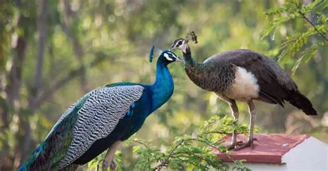 Courtship Behaviour in Animals - AnimalBehaviorCorner