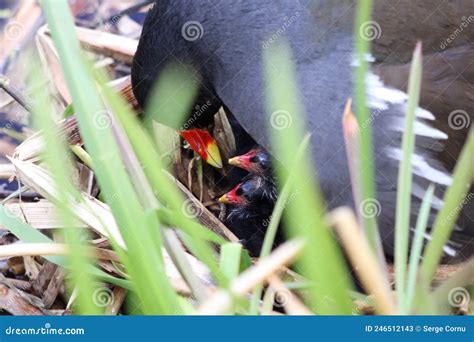 Mother Moorhen Feeding Its Chicks Stock Image - Image of wildlife ...