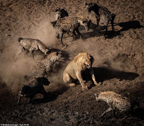 Battle of the buffalo carcass: Incredible images show a lion taking on a pack of 30 hyenas in a ...