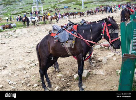 horse riding in kashmir, ropeway cable car, Gulmarg Gondola, Jammu and ...